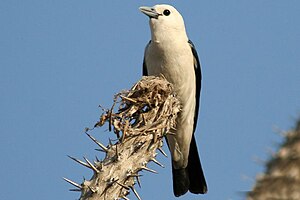 Bald Vanga (Artamella viridis)