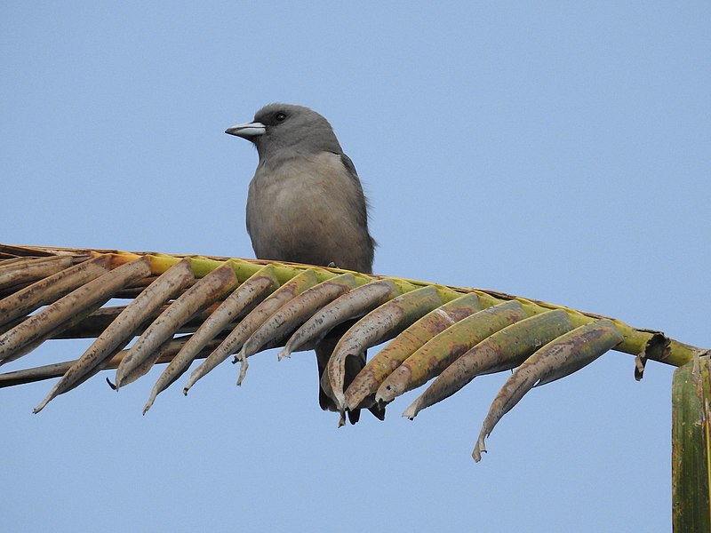 File:Ashy woodswallow-kannur kattampally - 7.jpg