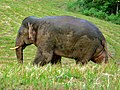 Asian Elephant (Elephas maximus) (7851728010).jpg