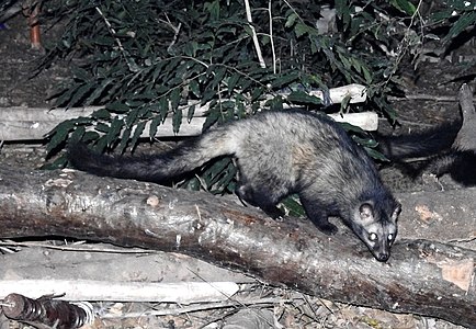 Asia atau Common Palm Civet Paradoxurus hermaphroditus Chambal oleh Dr. Raju Kasambe (3).JPG