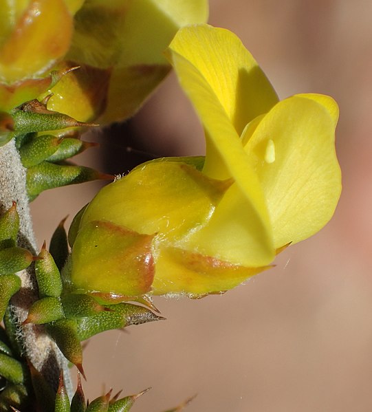 File:Aspalathus aciphylla Vanberkel 1.jpg