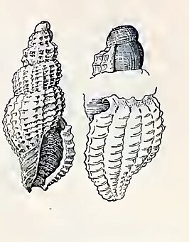 Asperdaphne desalesii