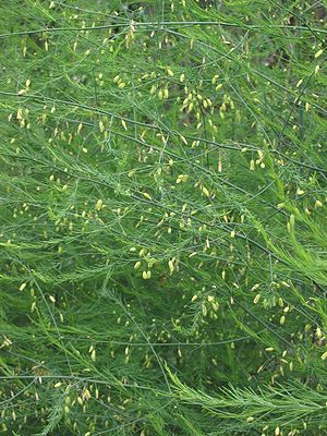 Floranta legomasparago (Asparagus officinalis)