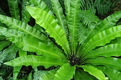 Description de l'image Asplenium australasicum kz5.jpg.