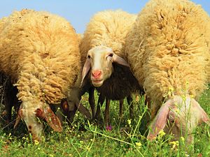 Assaf sheep.jpg