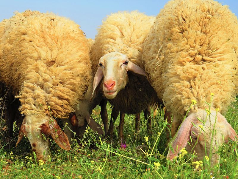 File:Assaf sheep.jpg