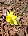 Une fleur aimant les sols arides