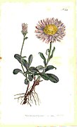 Category:Aster alpinus - botanical illustrations - Wikimedia Commons