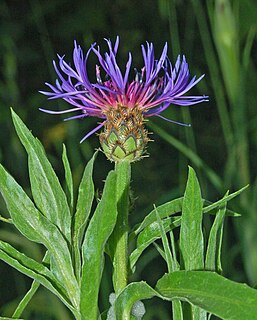 <i>Centaurea triumfettii</i> Species of flowering plant