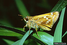 Atalopedes campestris samec 1115109.jpg