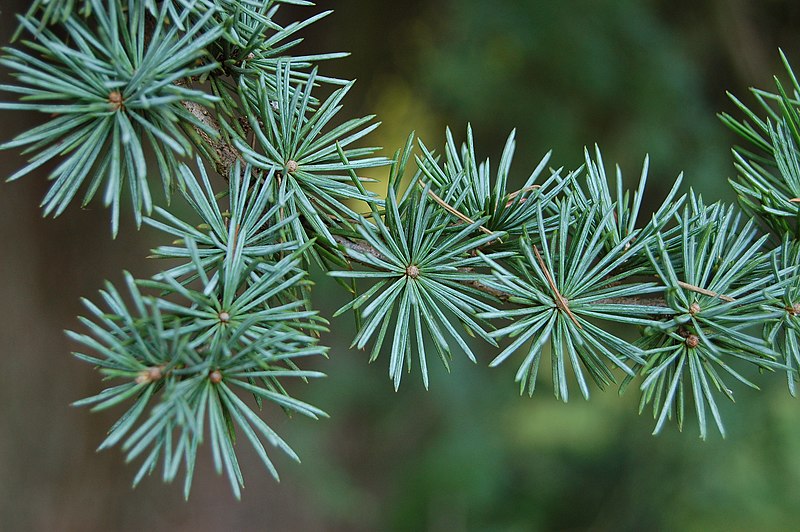 File:Atlas Cedar Cedrus atlantica 'Glauca' Needles 3008px.JPG