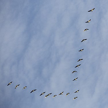 Geese fly to the South