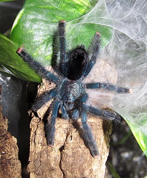 Avicularia-geroldi-subadult.jpg