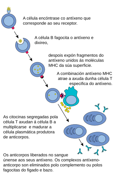 File:B cell activation-gl.svg