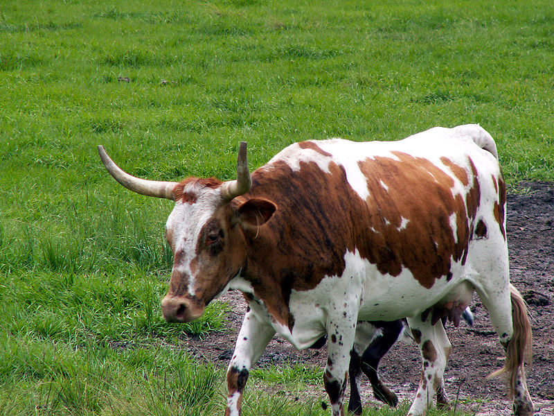 File:Babcock Ranch, Cracker Cows.jpg