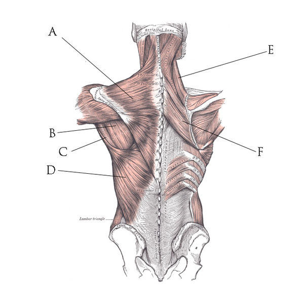 File:Back Muscles.jpg