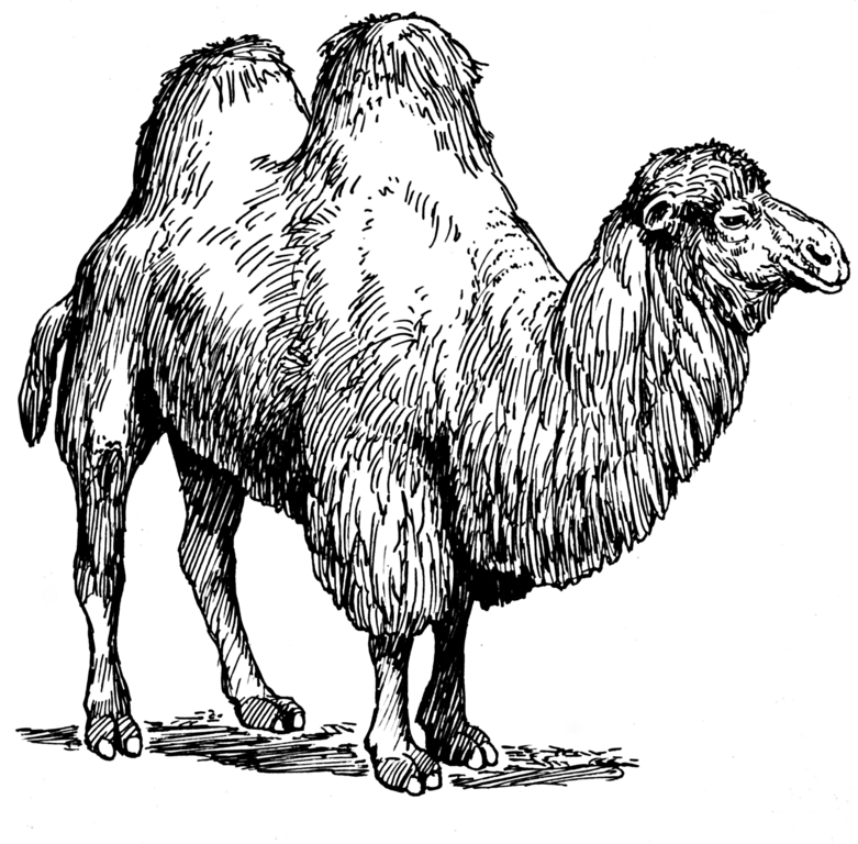 Download File:Bactrian Camel (PSF).png - Wikimedia Commons