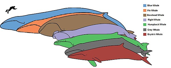 Baleen whales vary considerably in size and shape, depending on their feeding behavior.