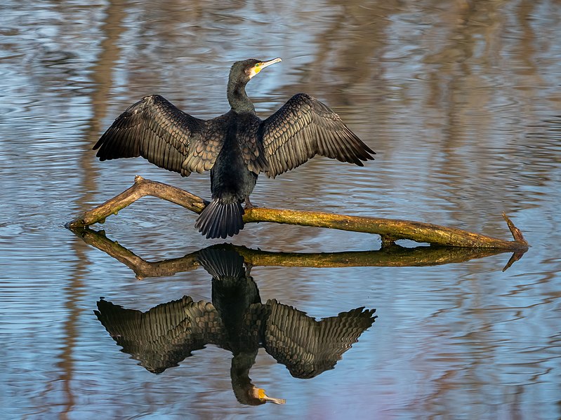 File:Bamberg Regnitz Kormoran-20201208-RM-111558.jpg