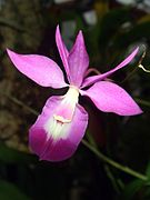 Barkeria scandens