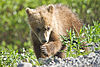 Bashful Springer Grizzly Cub (7956366358).jpg