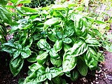 Basil-Basilico-Ocimum basilicum-albahaca.jpg