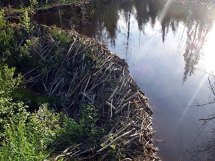 Люди перегородили реку большой плотиной вода