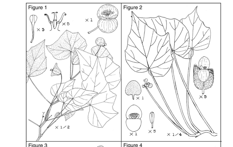 File:Begonia cebadillensis & confusa-nmnhbotany 10887073a .png