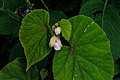 Begonia grandis 'claret jug'.