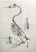 Beiträge zur Kenntniss der Naturgeschichte der Vögel - mit besonderer Beziehung auf Skeletbau und Vergleichende Zoologie (1839) (20336888926).jpg