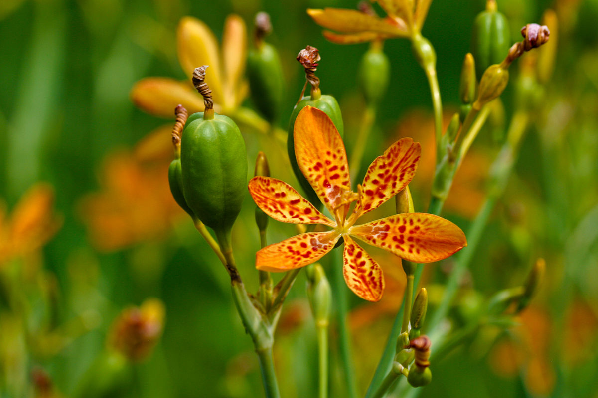 Résultat de recherche d'images pour "Belamcanda Chinensis wiki"