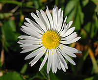 Bellis sylvestris