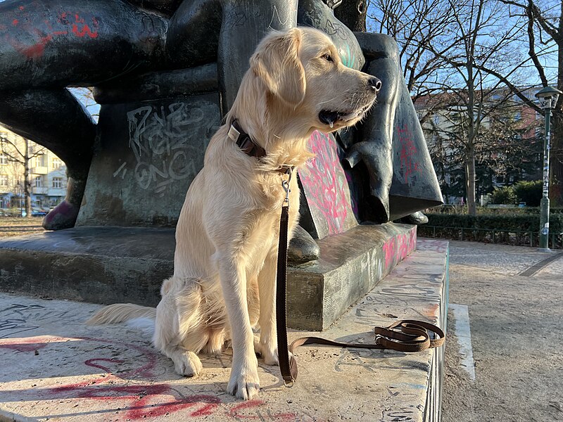 File:Berlin Arnimplatz lub 2023-01-19 img03 Golden Retriever.jpg