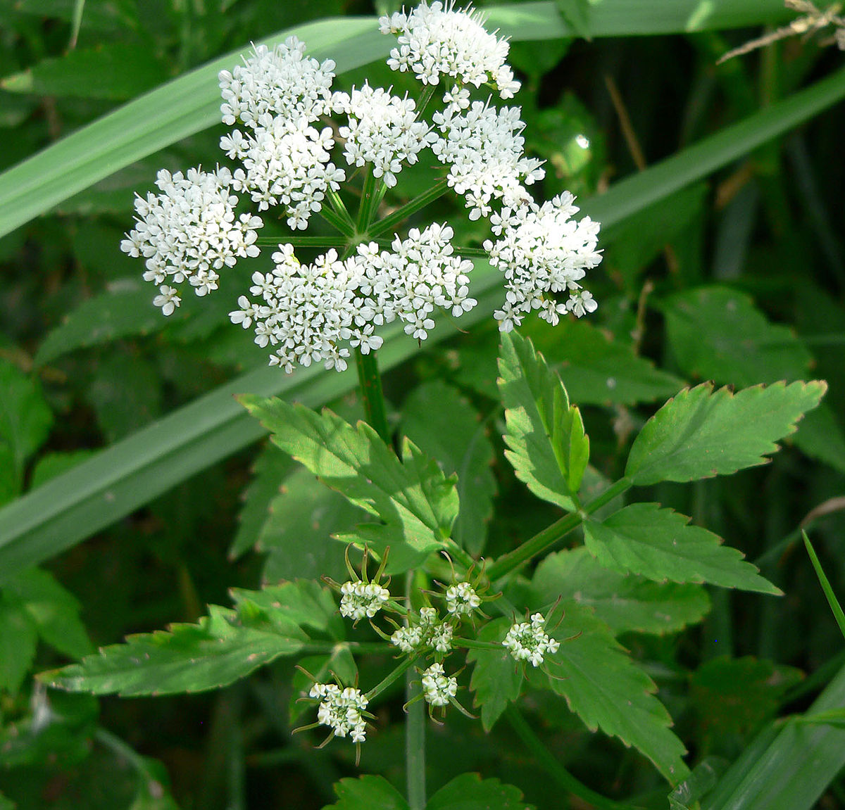 Cours 13 : Berula erecta 1200px-Berula_erecta_1