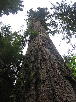 Douglasgran i Cathedral Grove