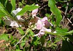 Biltia vaseyi (Rododendron vaseyi) - Arnold Arboretum - DSC06681. 
 JPG