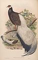 Illustrasjon frå Birds of Asia