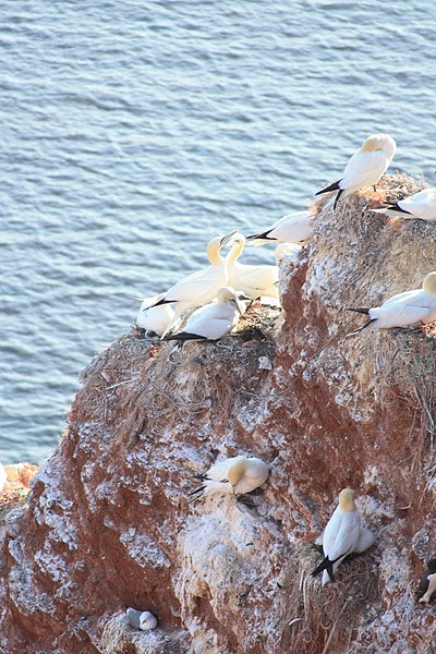 File:Birds on Heligoland 20090626 006.JPG