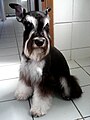 File:Miniature Schnauzer on grass, Short Summer Cut (Named Fox or Mr.  Sir).jpg - Wikipedia