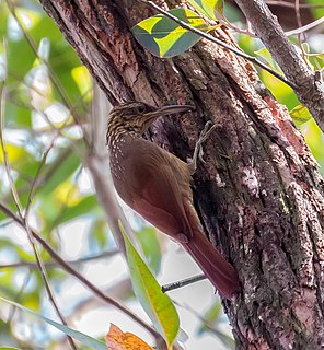 <span class="mw-page-title-main">Black-banded woodcreeper</span> Species of bird
