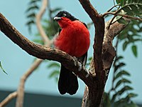 Gonolek, Black-headed Laniarius erythrogaster