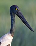 Black-necked Stork (Ephippiorhynchus asiaticus) - Flickr - Lip Kee (2).jpg