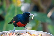 Siyah ve Kızıl Oriole (Oriolus cruentus) .jpg