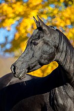 Thumbnail for File:Black arabian horse head.jpg