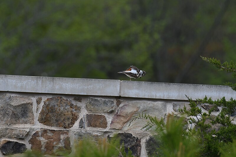 File:Blackwater nwr 4.17.21 DSC 9171.jpg