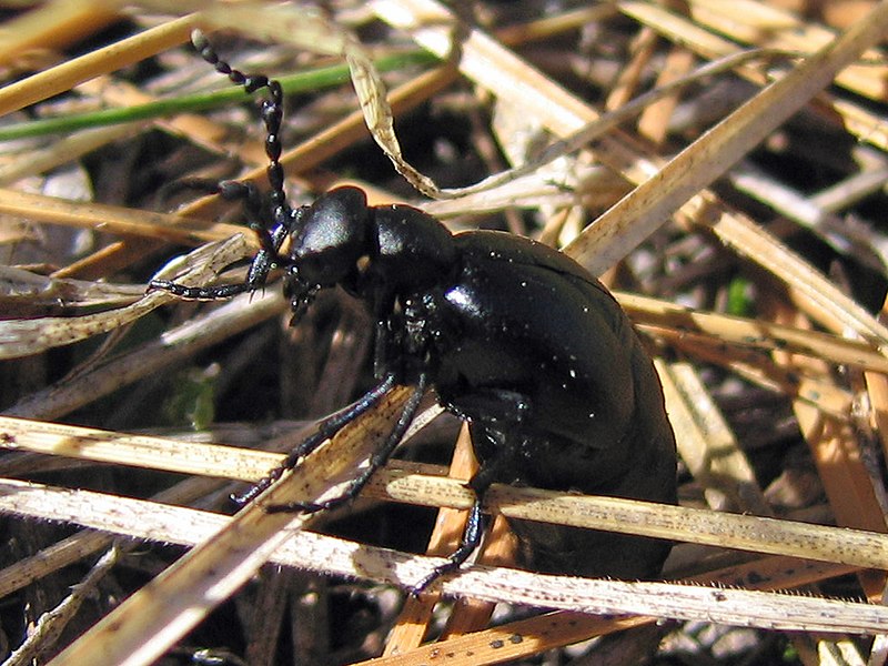 File:Blister Beetle, Genus Meloe - Flickr - GregTheBusker (1).jpg