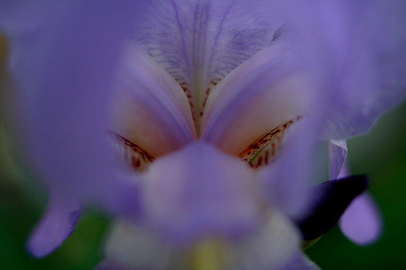 File:Bloom-inside-iris - West Virginia - ForestWander.jpg