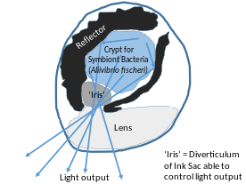 Figure 2 shows sagittal section of bobtail squid Euprymna scolopes. light organ. The crypts house symbiont bacteria Vibrio fischeri. They emit light during night time to camouflage themselves against the moon and star light coming down the ocean. It helps them to avoid predators. Bobtail Squid Light Organ.svg