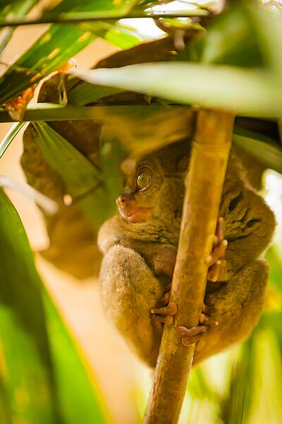 File:Bohol Tarsier2.jpg