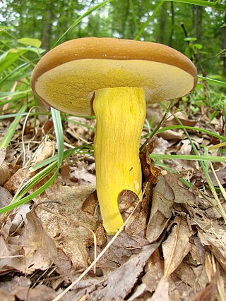 <i>Boletus auripes</i> Species of fungus